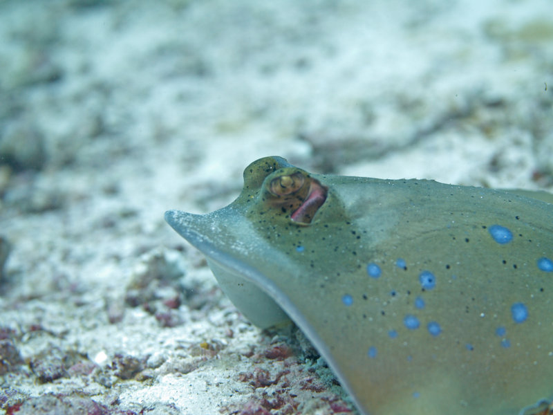 Blue spotted sting ray